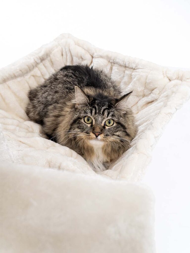 Cat Tree Parklane Petrebels