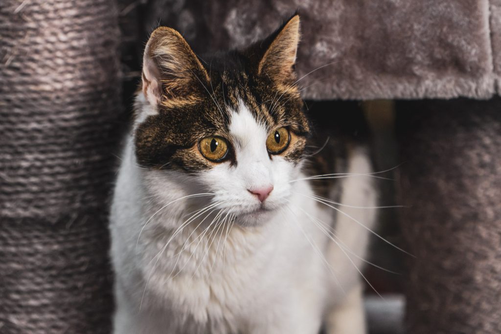 Store Katze, Hauskatze