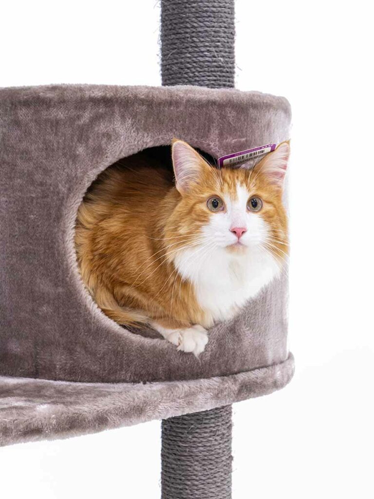 Cat tree Charlotte 134 - Petrebels