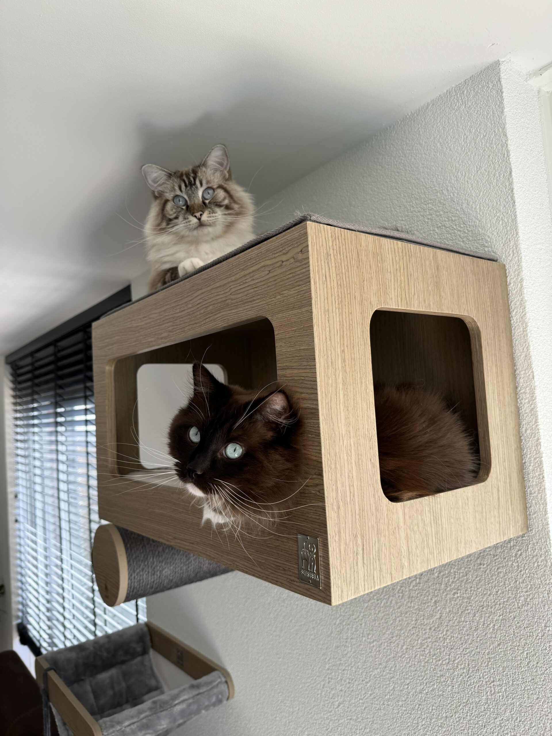 Buy cat shelves hotsell