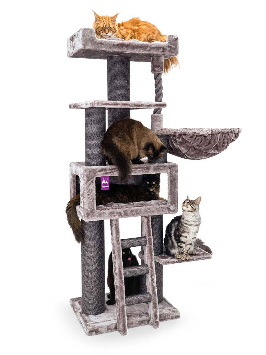 Cat tree for Russian Blue Petrebels