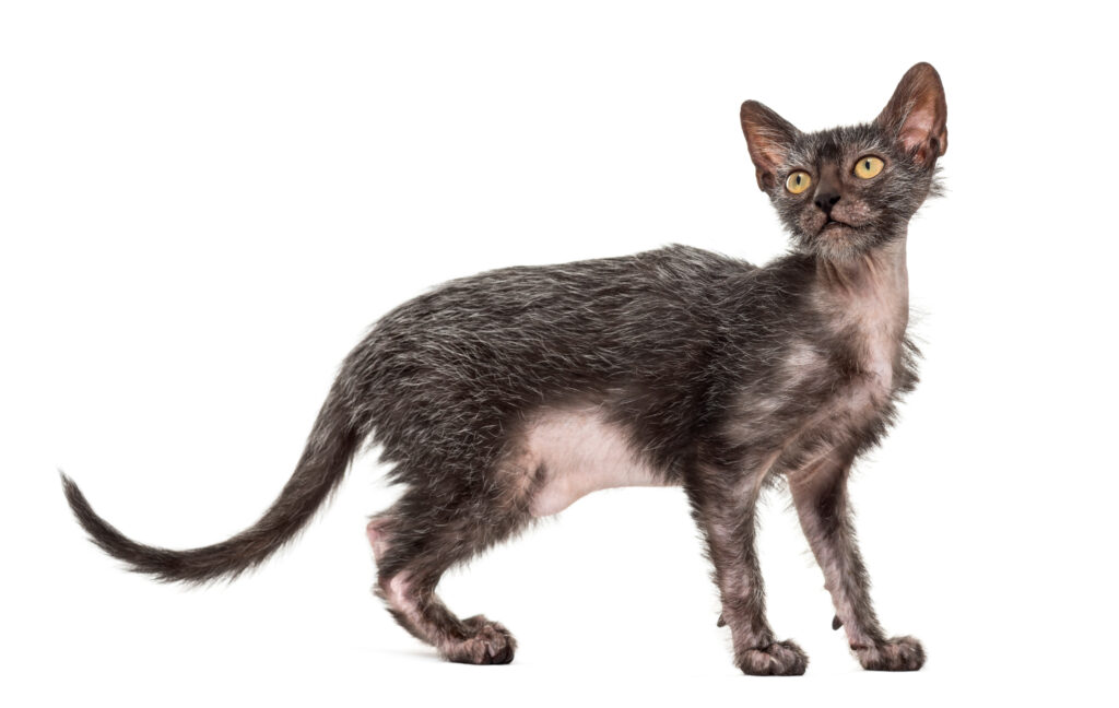 Lykoi cat with white background