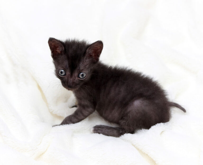 Lykoi kitten