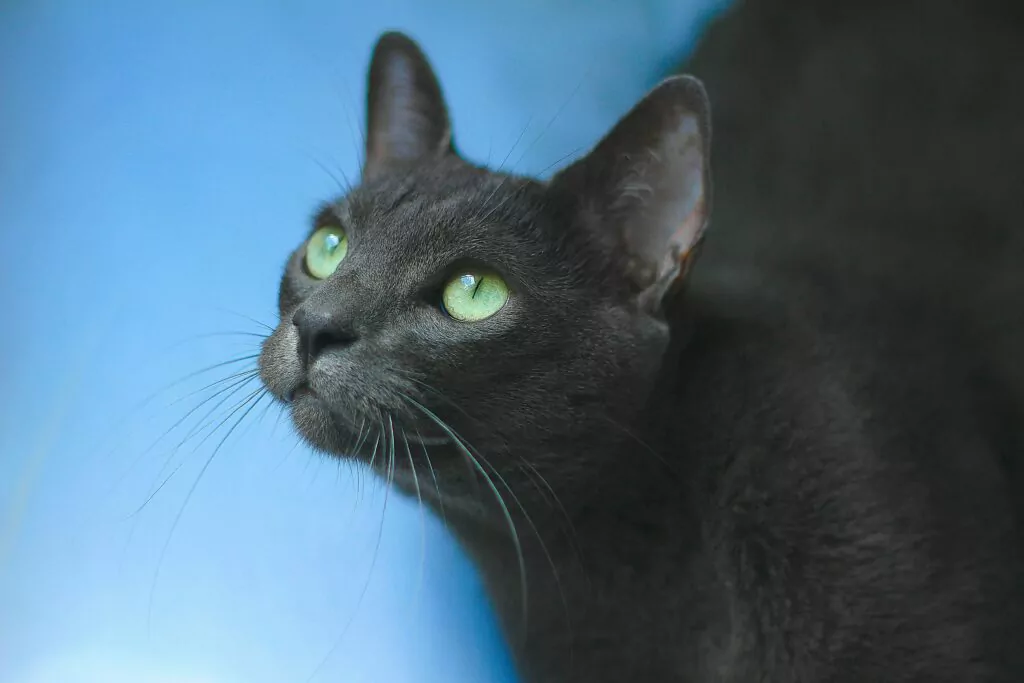 Discover the Elegant Korat Cat - Petrebels