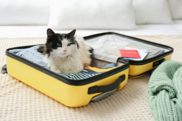 Chat dans une valise