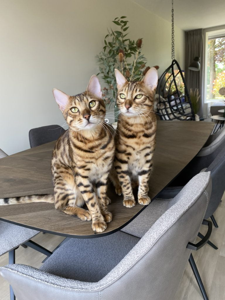 2 chats sur la table