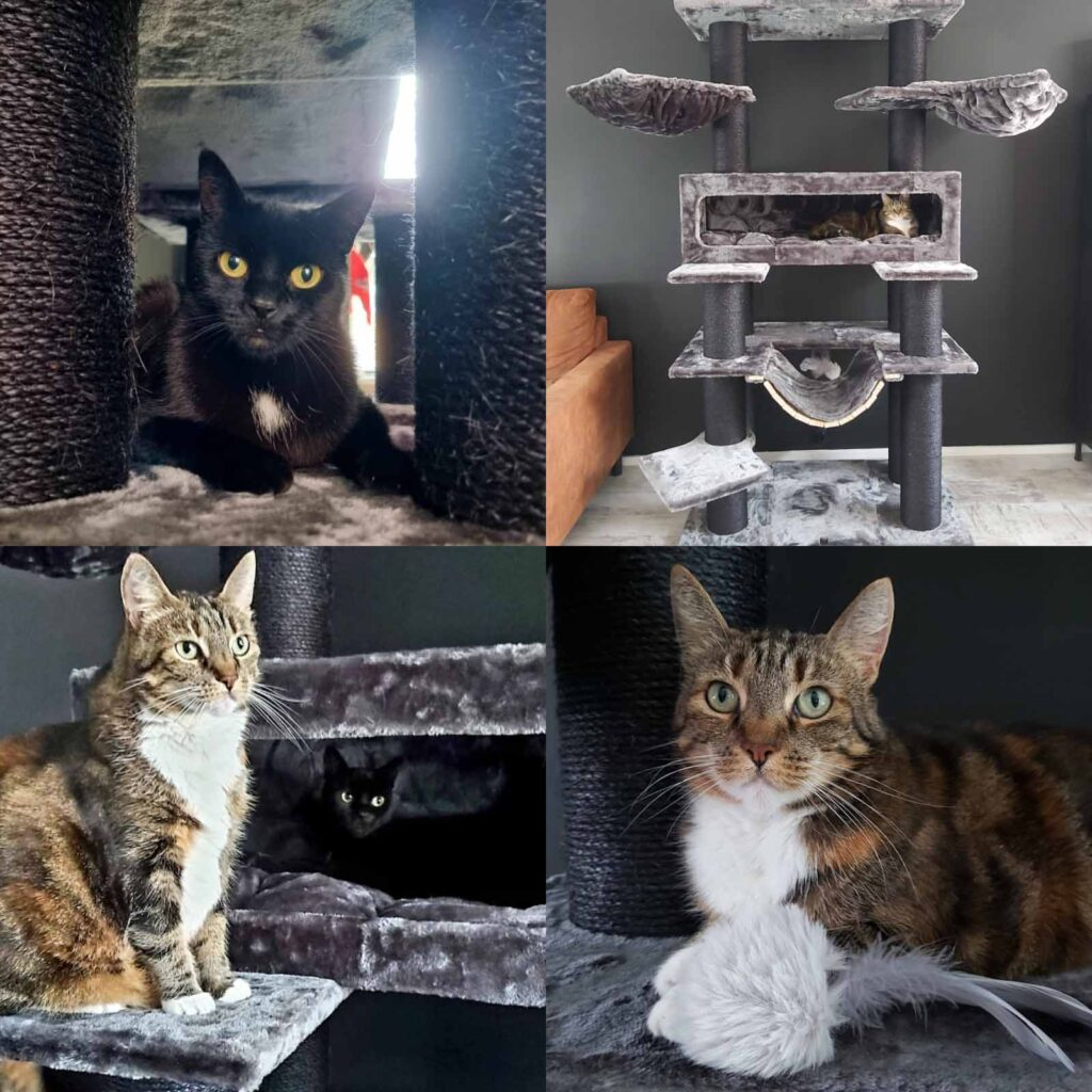 photos de chats dans des griffoirs petrebels