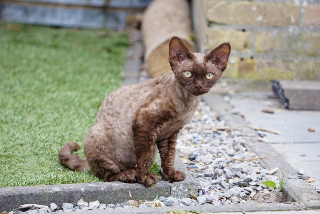 chat regardant la caméra