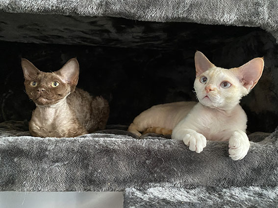 2 chats dans une grotte au belvédère 198