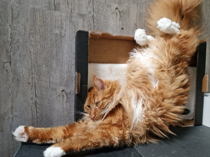 Maine Coon marron