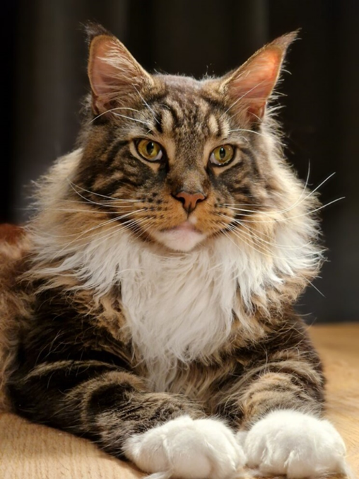 Maine Coon à l'allure tigrée