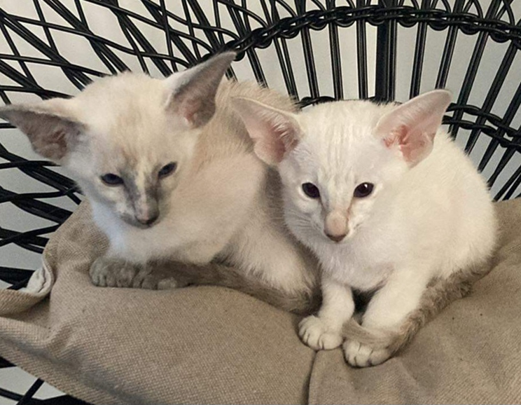 Deux chats Siamois nommés Pipke et Sofie appartenant à la propriétaire Ellen