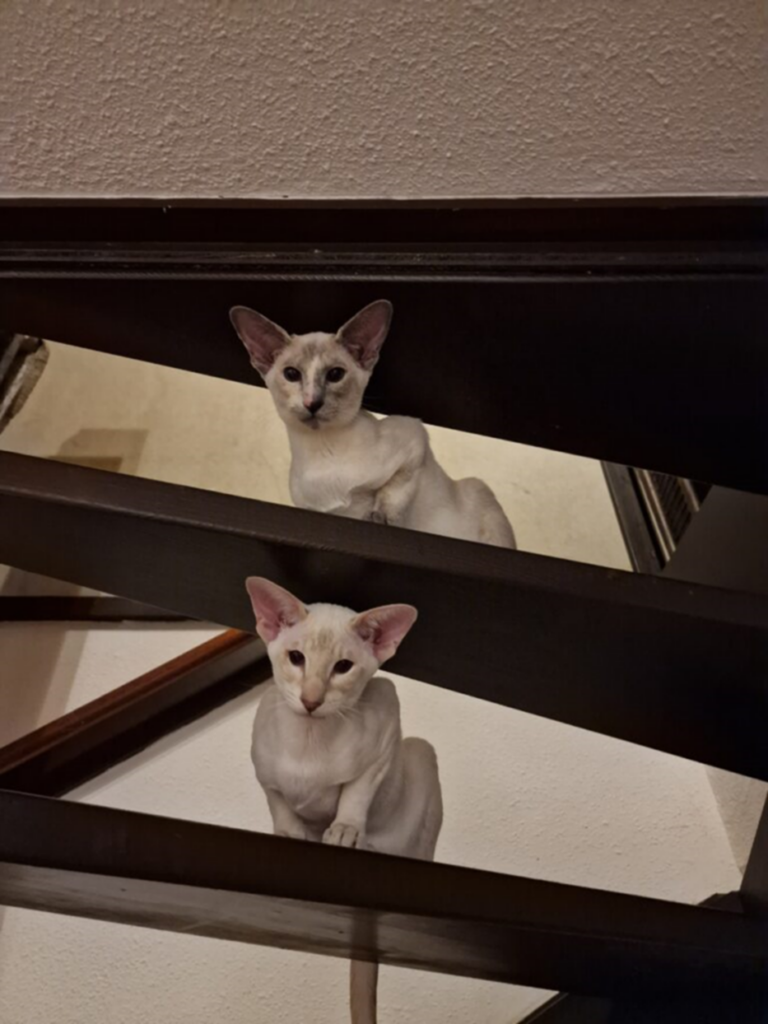 Deux Siamois sur un escalier