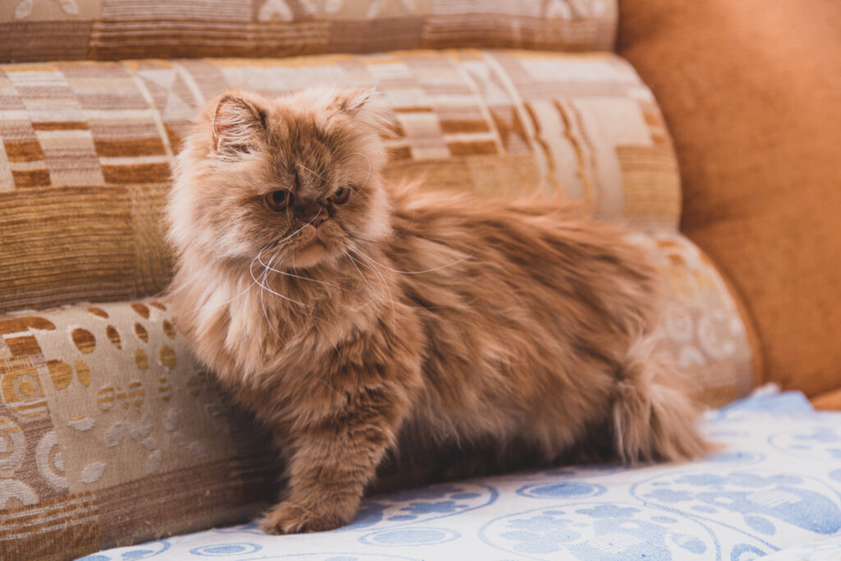 Chat Persan sur un canapé