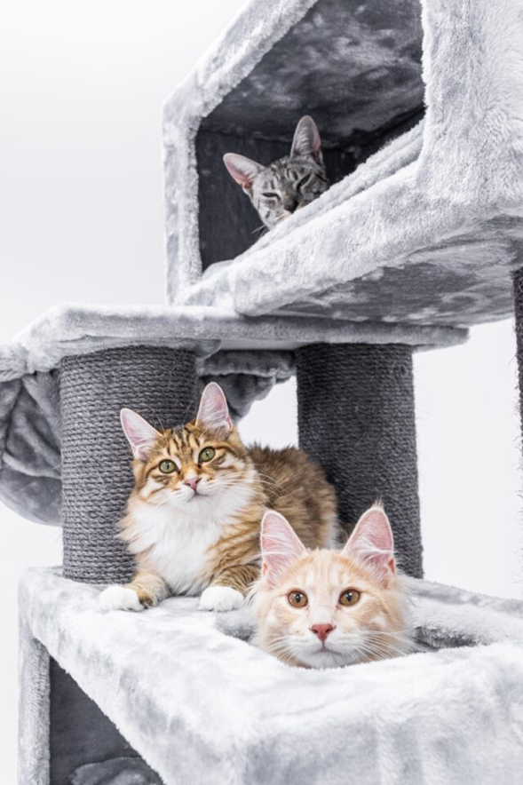 Bobtail américain sur un arbre à chat Petrebels