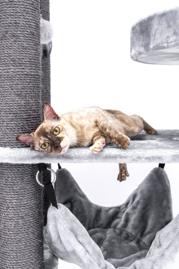 Burmese Cat on Petrebels Scratching Post