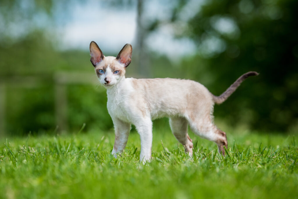 Cornish Rex sur l'herbe