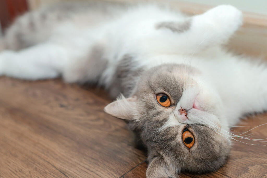 Exotic Shorthair une race de chat amusante mais sujette des