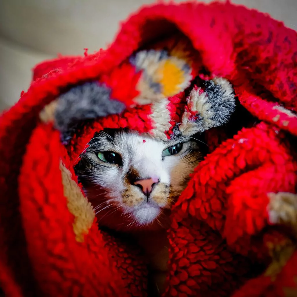 chat sous la couverture