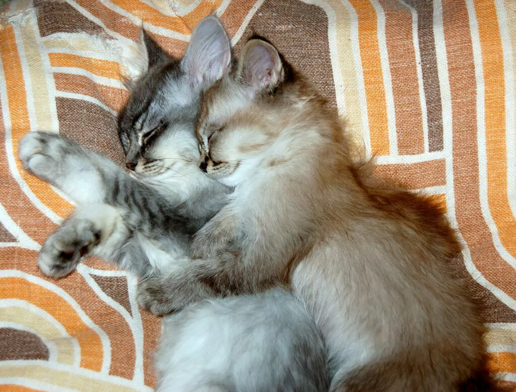 2 chatons câlinent
