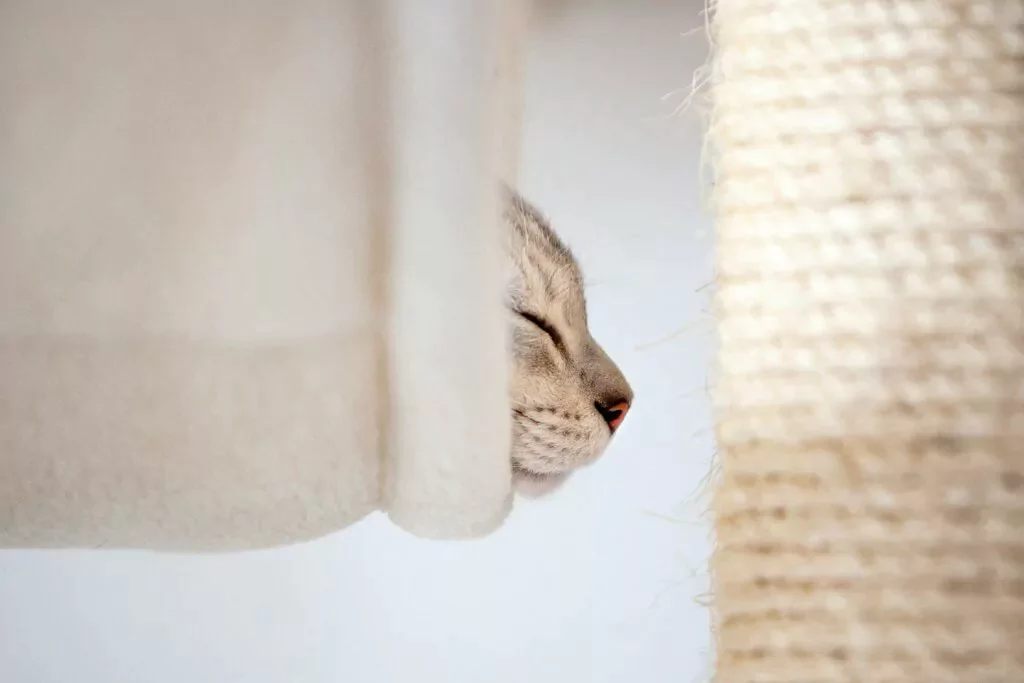 Chat Burmilla dans un arbre à chat