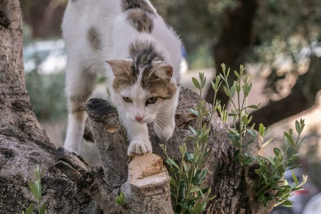 chasse au chat