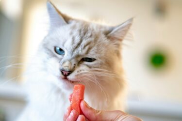 Wat mag een kat niet eten (en wat wel?)