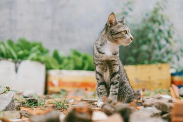 Hoe herken je zwerfkatten en hoe kun je ze helpen?